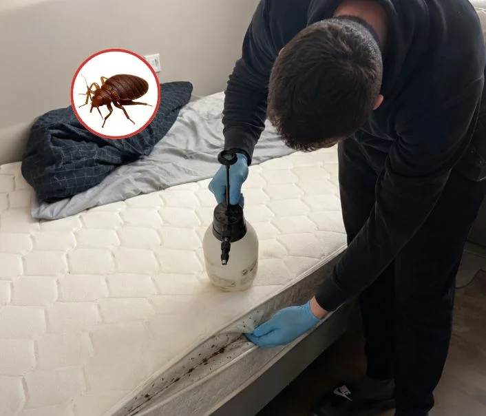 Technicien traitant un matelas contre les punaises de lit à Goussonville